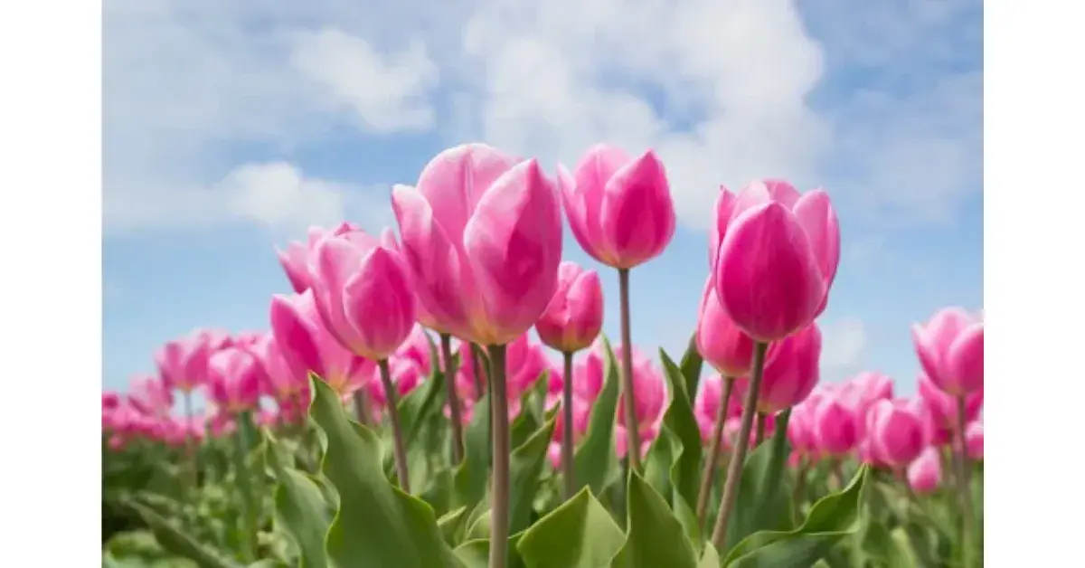 Como plantar tulipas