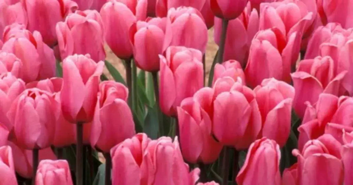 Tulipa